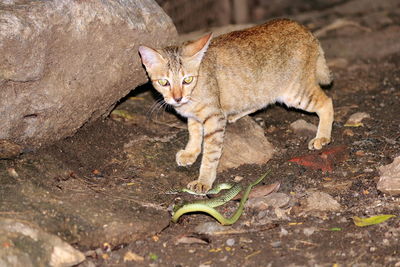 Portrait of cat on ground