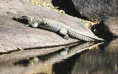 View of crocodile in water