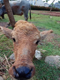 Close-up of cow on field