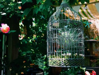 Cage hanging in garden