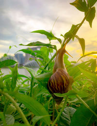 Close-up of snail on plant