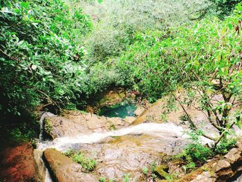 Scenic view of waterfall in forest