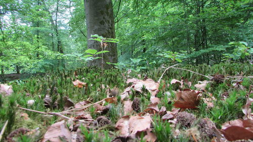 Plants growing on tree in forest