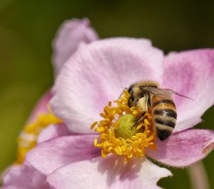 Close-up of bee pollinating on purple anemone flower