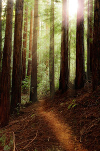 Trees in forest