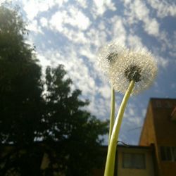 Close-up of dandelion against sky