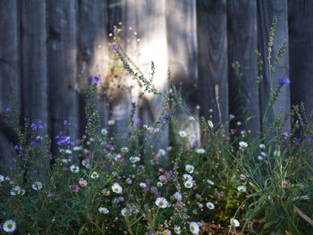 Close-up of lavender flowers