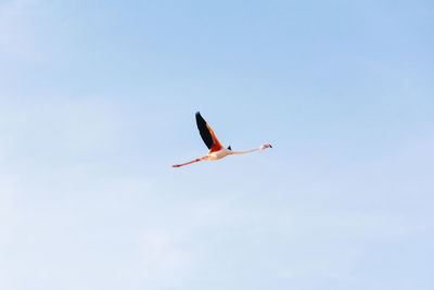 Low angle view of flamingo flying in sky during sunny day