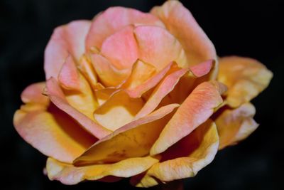 Close-up of rose blooming against black background