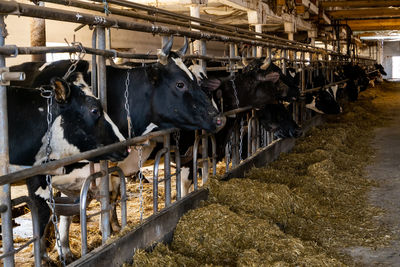 High angle view of cows in shed