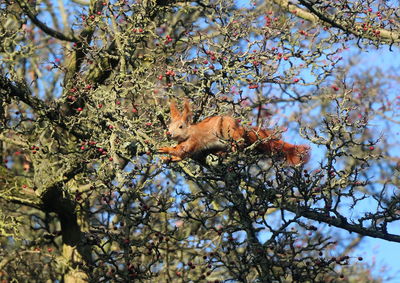 Low angle view of squirrel on tree