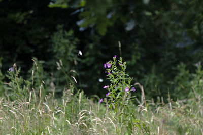 plant