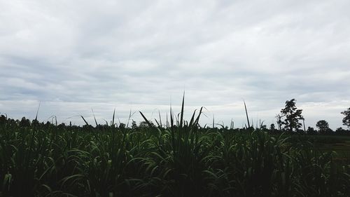 Crops growing on field against sky