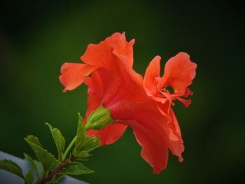 Close-up of red hibiscus blooming outdoors