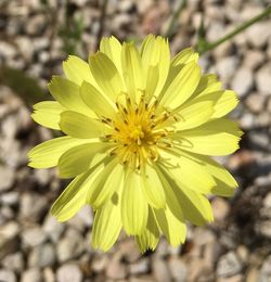 Close-up of yellow flower