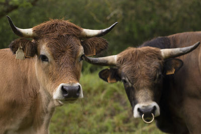 Portrait of a cow and a bull