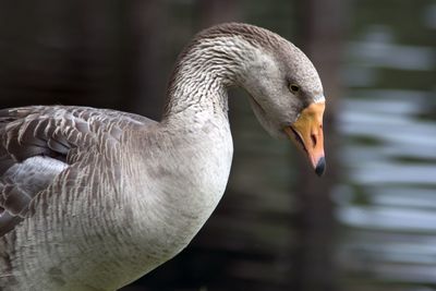 Close-up of swan in lake