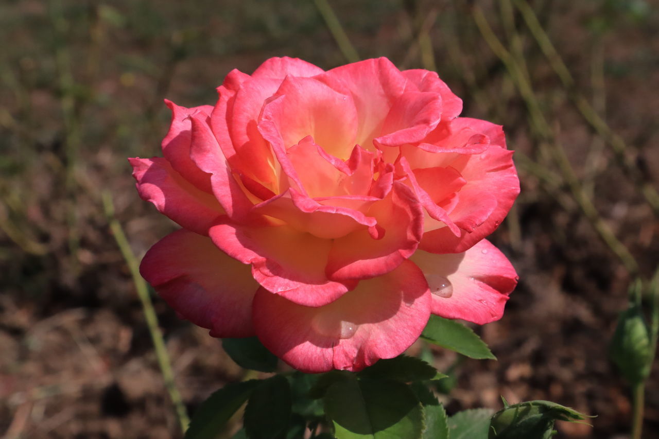 CLOSE-UP OF PINK ROSE WITH RED ROSES