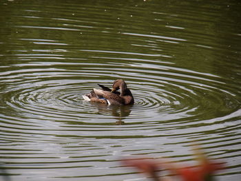 High angle view of duck swimming in lake