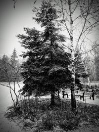 Trees on field during winter against sky