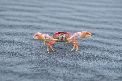 Close-up of crab on beach