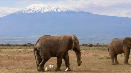 Elephants in amboseli national park with mt. kilimanjaro in the background