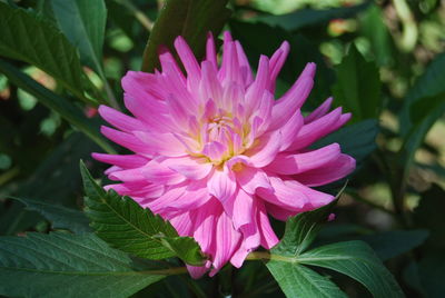 Close-up of pink flower blooming outdoors