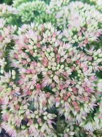 Close-up of flowers blooming outdoors