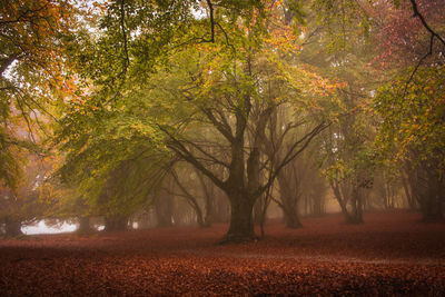 View of autumn enchanted forest of canfaito with fog in the marche region, italy