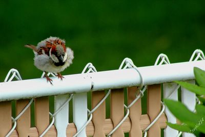 Close-up of bird perching on railing