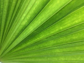 Full frame shot of palm leaf