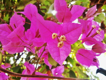 Close-up of pink flowers