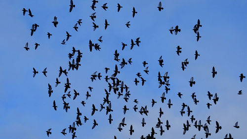 Flock of birds flying against sky