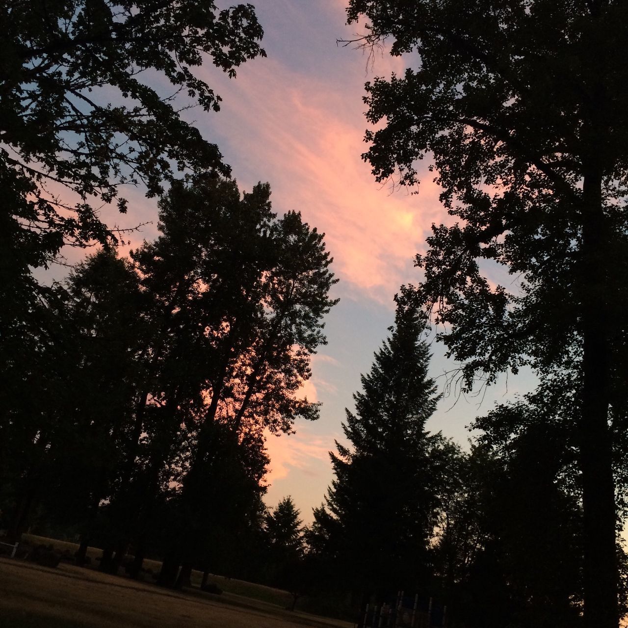 tree, silhouette, sunset, tranquility, tranquil scene, beauty in nature, sky, scenics, nature, growth, branch, low angle view, idyllic, orange color, no people, outdoors, forest, dusk, non-urban scene, dark