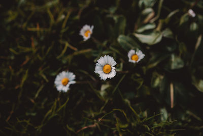 Close-up of white daisy flowers