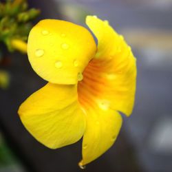 Close-up of yellow flowers