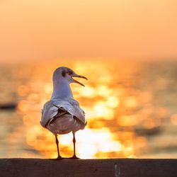 Seagull perching on wood against sky during sunset