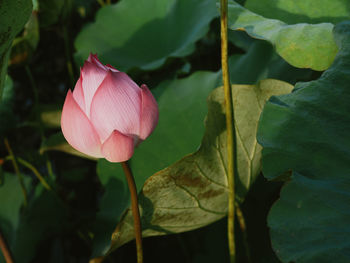 Close-up of pink lotus water lily