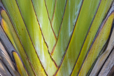 Full frame shot of plant