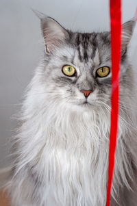 Close-up portrait of a cat