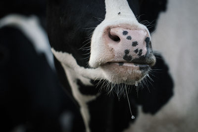 Close-up of cow