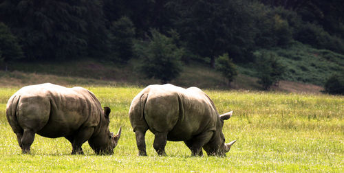 Two rhinos on grass safari park