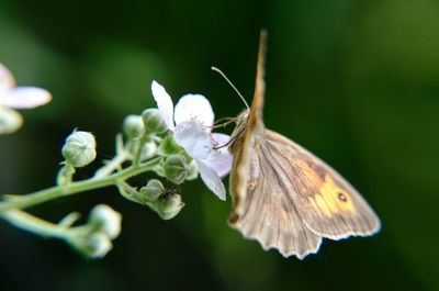 Close-up of butterfly pollinating on flower