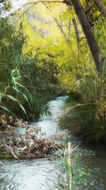 River flowing amidst trees in forest