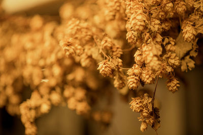 Close-up of flowering plant hops