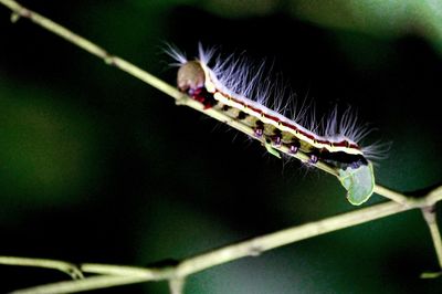 Close-up of insect