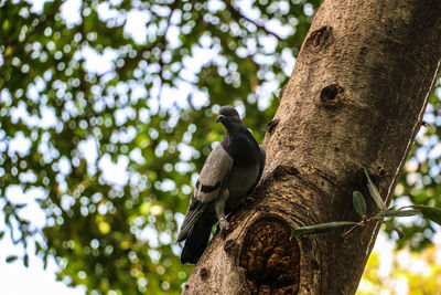 Low angle view of bird perching on tree