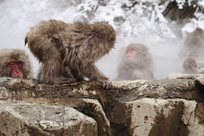 Monkeys in hot spring during winter