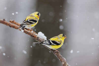 Close-up of bird perching on branch