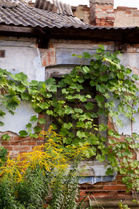 Plants growing in house